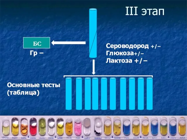 III этап Сероводород +/− Глюкоза+/− Лактоза +/− БС Гр − Основные тесты (таблица)