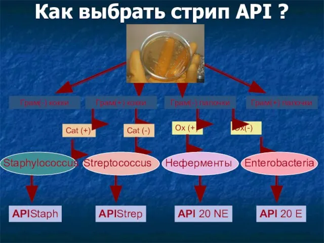 Как выбрать стрип API ? Грам(-) кокки Cat (+) Грам(+) кокки Грам(-)