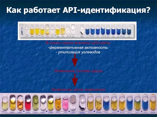 Как работает API-идентификация? В лунки стрипа внесены субстраты: ферментативная активность утилизация углеводов