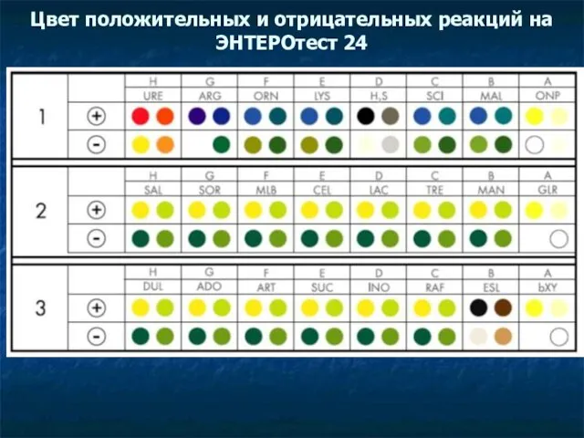 Цвет положительных и отрицательных реакций на ЭНТЕРОтест 24