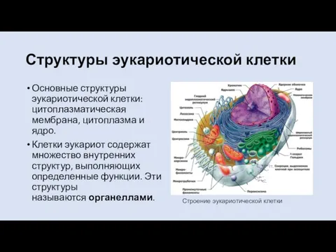 Структуры эукариотической клетки Основные структуры эукариотической клетки: цитоплазматическая мембрана, цитоплазма и ядро.