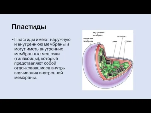 Пластиды Пластиды имеют наружную и внутреннюю мембраны и могут иметь внутренние мембранные