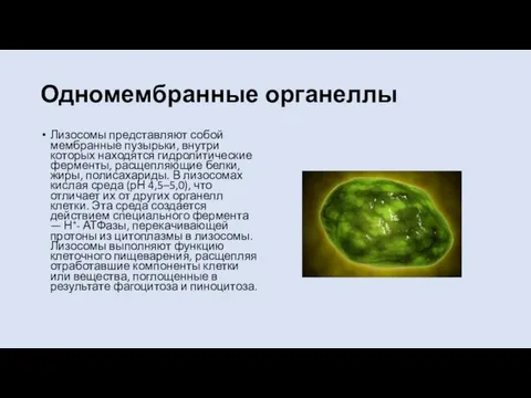 Одномембранные органеллы Лизосомы представляют собой мембранные пузырьки, внутри которых находятся гидролитические ферменты,