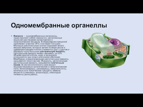 Одномембранные органеллы Вакуоли — одномембранные органоиды, представляют собой «емкости», заполненные водными растворами