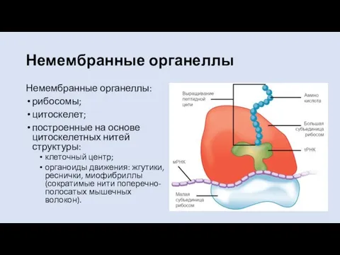 Немембранные органеллы Немембранные органеллы: рибосомы; цитоскелет; построенные на основе цитоскелетных нитей структуры: