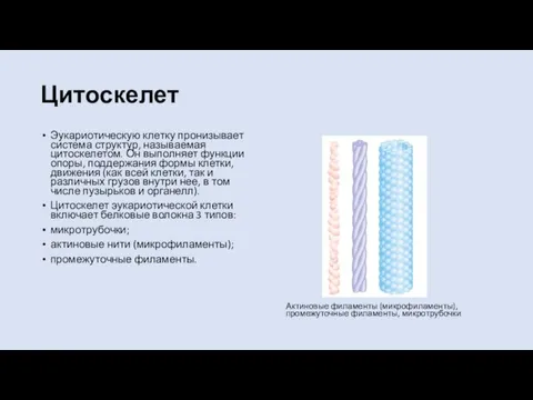 Цитоскелет Эукариотическую клетку пронизывает система структур, называемая цитоскелетом. Он выполняет функции опоры,