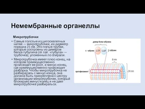 Немембранные органеллы Микротрубочки Самые толстые из цитоскелетных нитей — микротрубочки, их диаметр