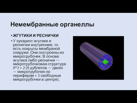 Немембранные органеллы ЖГУТИКИ И РЕСНИЧКИ У эукариот жгутики и реснички внутренние, то