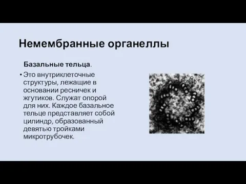 Немембранные органеллы Базальные тельца. Это внутриклеточные структуры, лежащие в основании ресничек и