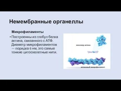 Немембранные органеллы Микрофиламенты Построенны из глобул белка актина, связанного с АТФ. Диаметр