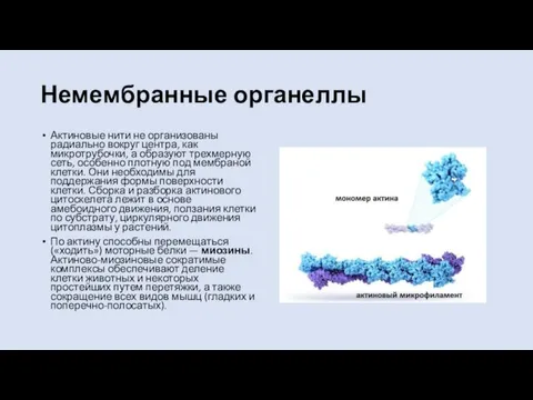 Немембранные органеллы Актиновые нити не организованы радиально вокруг центра, как микротрубочки, а