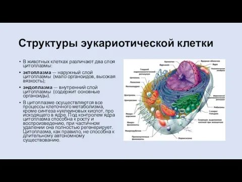 Структуры эукариотической клетки В животных клетках различают два слоя цитоплазмы: эктоплазма —