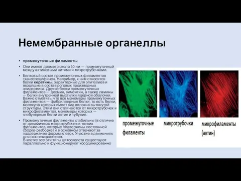 Немембранные органеллы промежуточные филаменты Они имеют диаметр около 10 нм — промежуточный