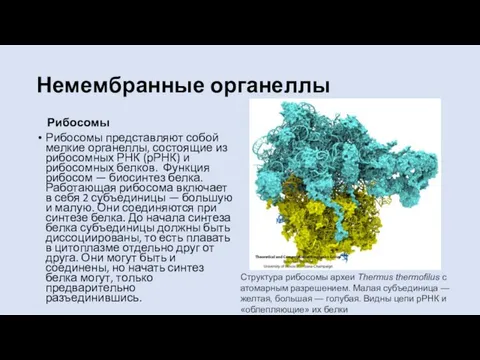 Немембранные органеллы Рибосомы Рибосомы представляют собой мелкие органеллы, состоящие из рибосомных РНК