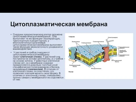 Цитоплазматическая мембрана Снаружи эукариотическая клетка окружена цитоплазматической мембраной . Она выполняет те