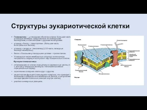 Структуры эукариотической клетки Гликокаликс — углеводная оболочка клетки. Большая часть углеводов мембран