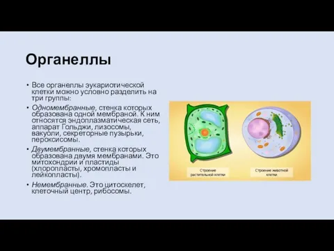 Органеллы Все органеллы эукариотической клетки можно условно разделить на три группы: Одномембранные,