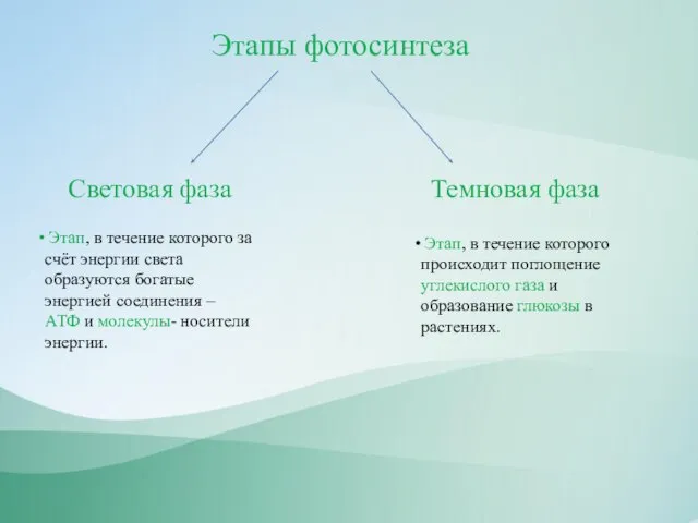 Этапы фотосинтеза Световая фаза Темновая фаза Этап, в течение которого за счёт