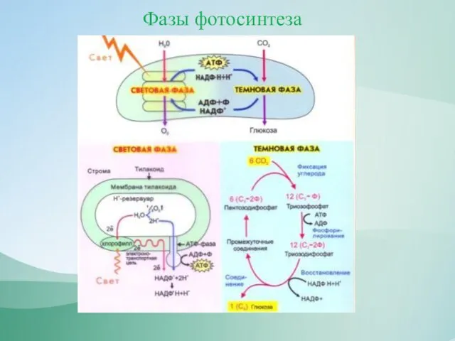 Фазы фотосинтеза