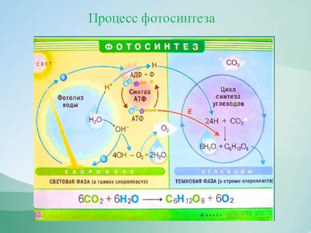 Процесс фотосинтеза
