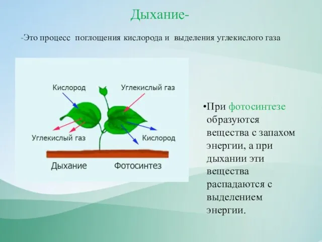 Дыхание- -Это процесс поглощения кислорода и выделения углекислого газа При фотосинтезе образуются