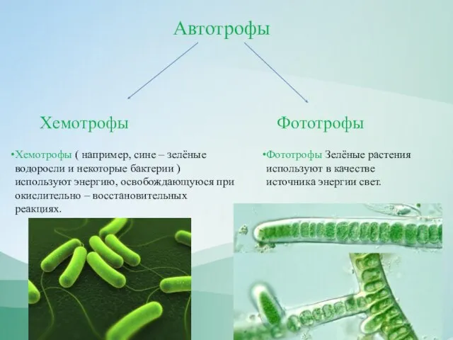 Автотрофы Хемотрофы Фототрофы Хемотрофы ( например, сине – зелёные водоросли и некоторые