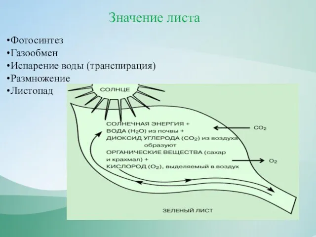 Значение листа Фотосинтез Газообмен Испарение воды (транспирация) Размножение Листопад