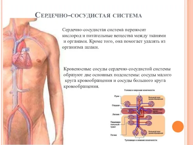 Сердечно-сосудистая система Сердечно-сосудистая система переносит кислород и питательные вещества между тканями и