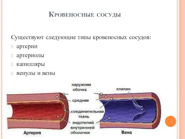 Кровеносные сосуды Существуют следующие типы кровеносных сосудов: артерии артериолы капилляры венулы и вены