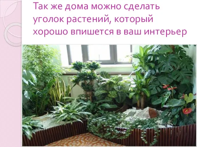 Так же дома можно сделать уголок растений, который хорошо впишется в ваш интерьер