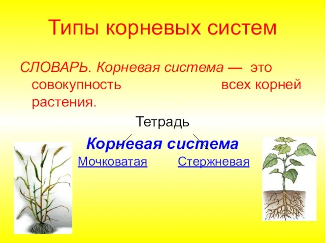 Типы корневых систем СЛОВАРЬ. Корневая система — это совокупность всех корней растения.