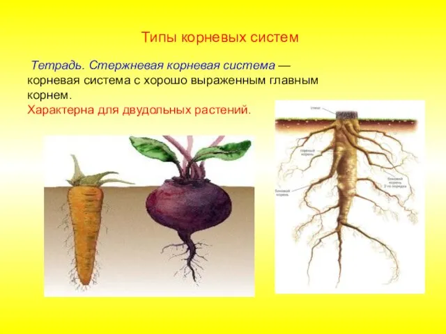 Тетрадь. Стержневая корневая система — корневая система с хорошо выраженным главным корнем.