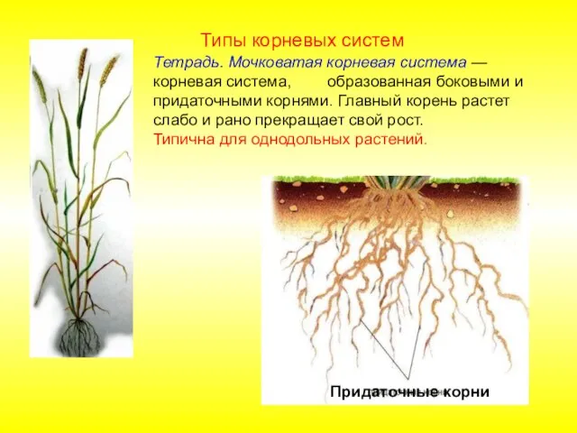 Тетрадь. Мочковатая корневая система — корневая система, образованная боковыми и придаточными корнями.