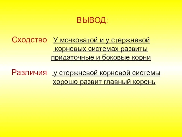 ВЫВОД: Сходство У мочковатой и у стержневой корневых системах развиты придаточные и