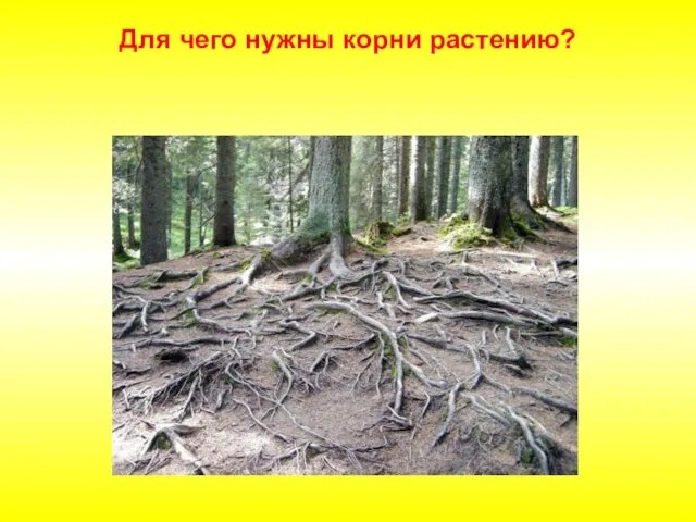 Для чего нужны корни растению?