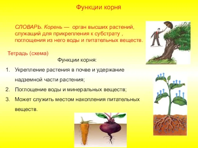 СЛОВАРЬ. Корень — орган высших растений, служащий для прикрепления к субстрату ,