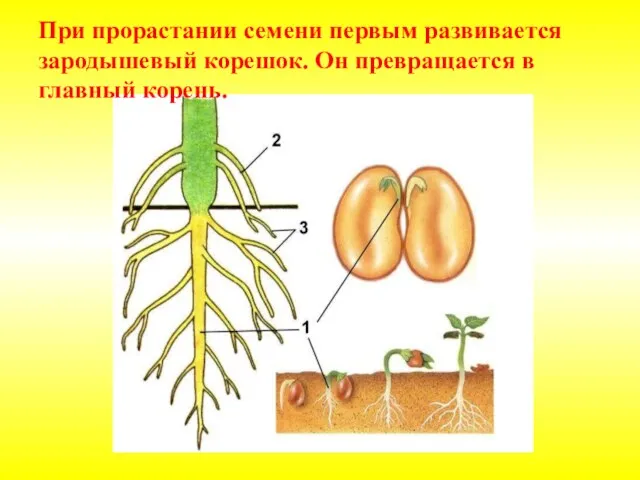 При прорастании семени первым развивается зародышевый корешок. Он превращается в главный корень.