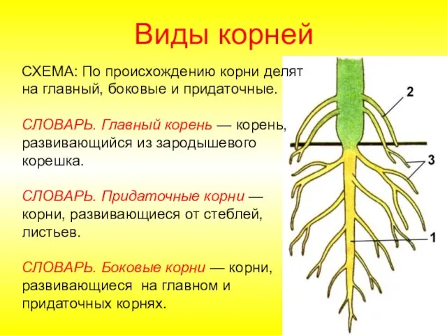 СХЕМА: По происхождению корни делят на главный, боковые и придаточные. СЛОВАРЬ. Главный