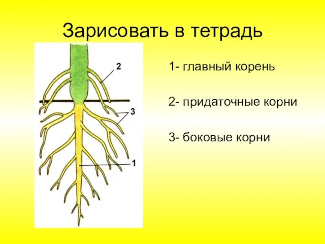 Зарисовать в тетрадь 1- главный корень 2- придаточные корни 3- боковые корни