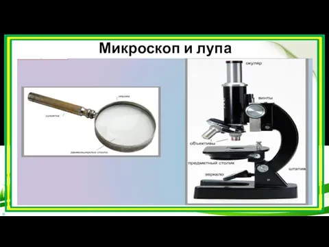 Микроскоп и лупа