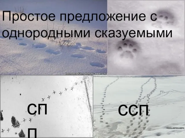 Простое предложение с однородными сказуемыми Простое предложение с однородными сказуемыми спп ссп