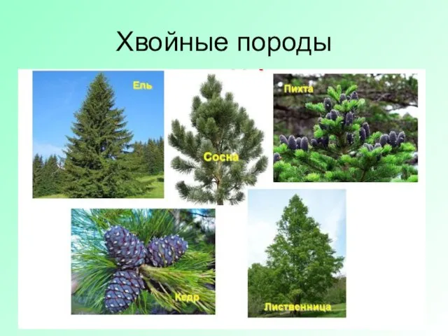 Хвойные породы