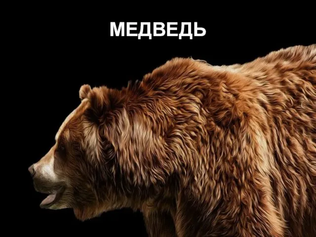 МЕДВЕДЬ