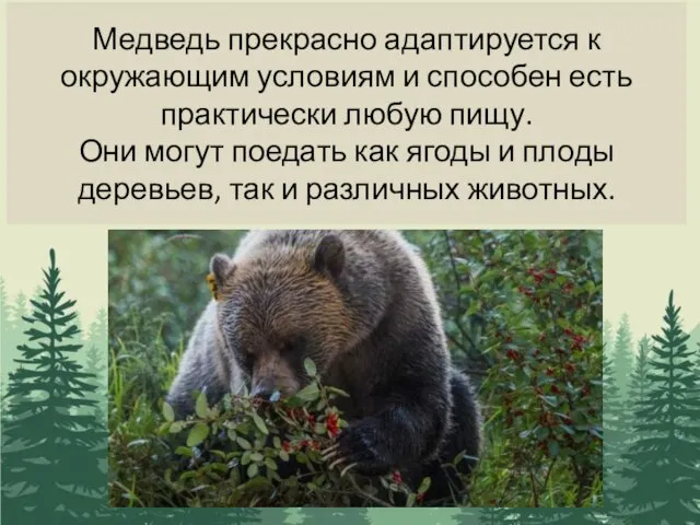 Медведь прекрасно адаптируется к окружающим условиям и способен есть практически любую пищу.