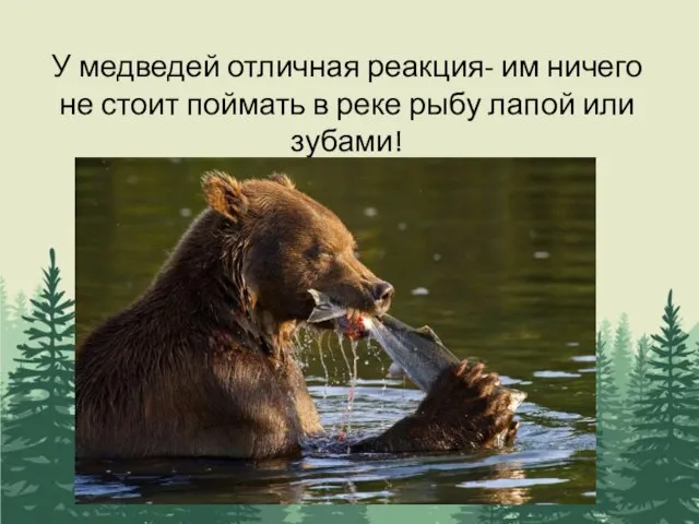 У медведей отличная реакция- им ничего не стоит поймать в реке рыбу лапой или зубами!