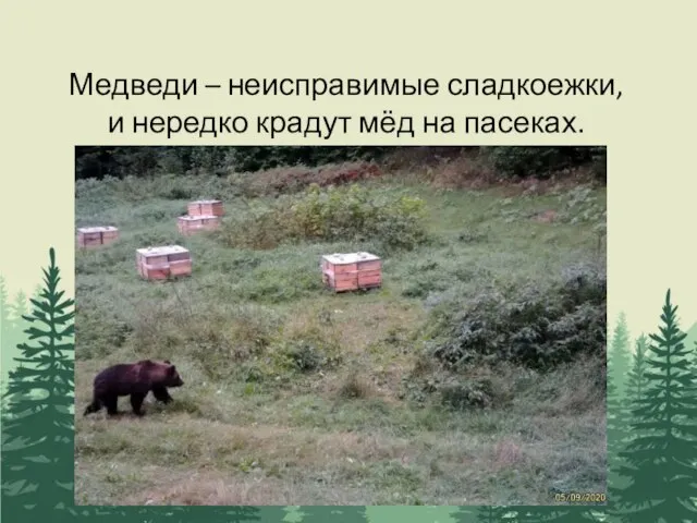 Медведи – неисправимые сладкоежки, и нередко крадут мёд на пасеках.
