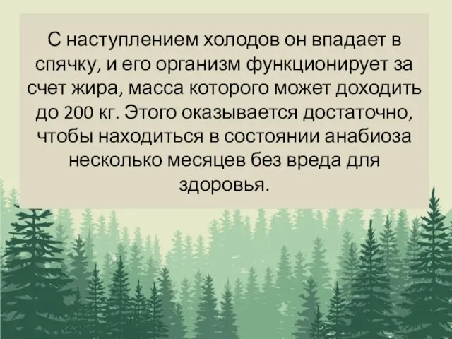 С наступлением холодов он впадает в спячку, и его организм функционирует за