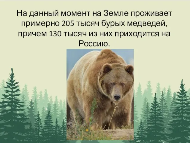 На данный момент на Земле проживает примерно 205 тысяч бурых медведей, причем