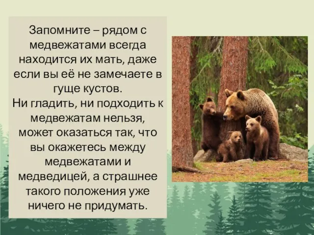 Запомните – рядом с медвежатами всегда находится их мать, даже если вы