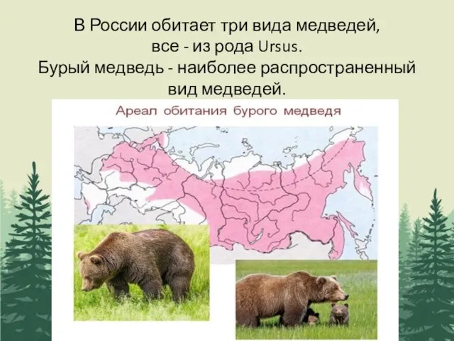 В России обитает три вида медведей, все - из рода Ursus. Бурый